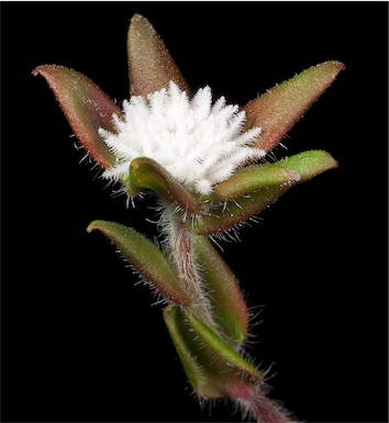 APII jpeg image of Leucopogon plumuliflorus  © contact APII