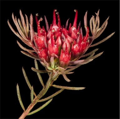 APII jpeg image of Darwinia pinifolia  © contact APII