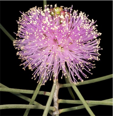 APII jpeg image of Melaleuca nematophylla  © contact APII