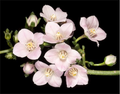 APII jpeg image of Boronia coerulescens  © contact APII