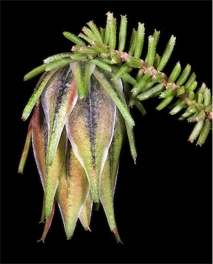 APII jpeg image of Darwinia helichrysoides  © contact APII
