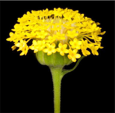 APII jpeg image of Podotheca chrysantha  © contact APII