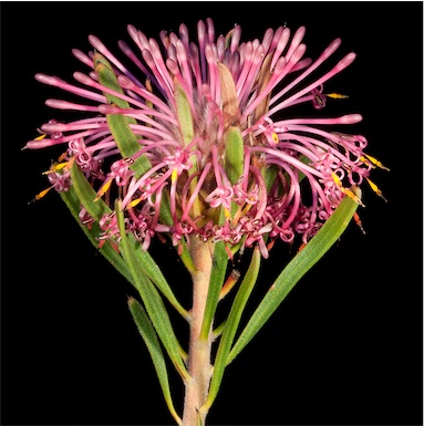 APII jpeg image of Isopogon linearis  © contact APII
