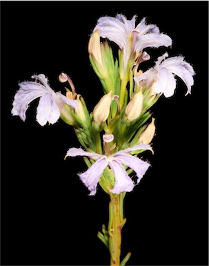 APII jpeg image of Scaevola floribunda  © contact APII