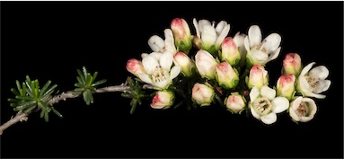 APII jpeg image of Chamelaucium pauciflorum subsp. Perenjori (B.J.Conn 2181) WA H  © contact APII