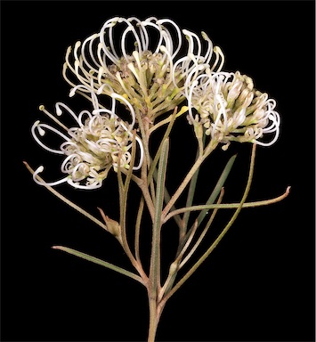 APII jpeg image of Grevillea brachystachya  © contact APII