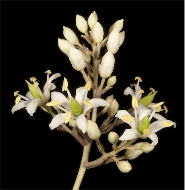 APII jpeg image of Bursaria occidentalis  © contact APII
