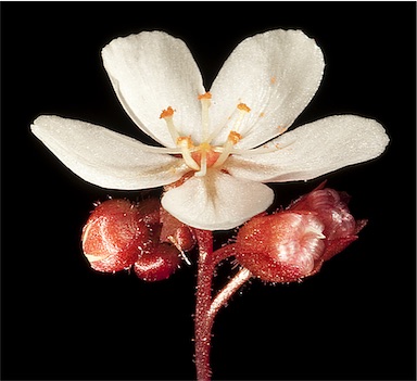 APII jpeg image of Drosera nivea  © contact APII