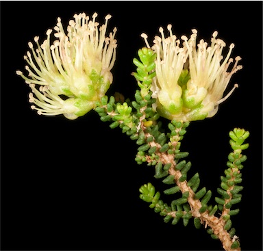 APII jpeg image of Melaleuca micromera  © contact APII