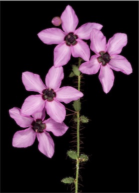 APII jpeg image of Tetratheca hispidissima  © contact APII