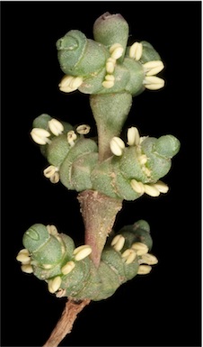 APII jpeg image of Tecticornia syncarpa  © contact APII