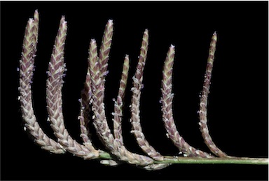 APII jpeg image of Eragrostis dielsii  © contact APII