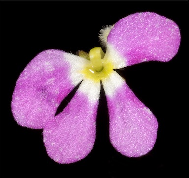 APII jpeg image of Stylidium asymmetricum  © contact APII