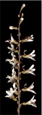 APII jpeg image of Stylidium carnosum  © contact APII