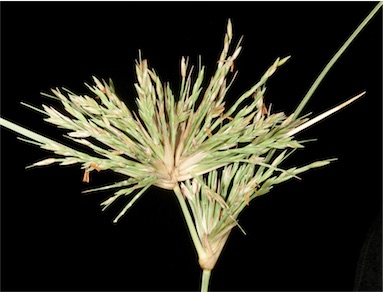 APII jpeg image of Spinifex longifolius  © contact APII