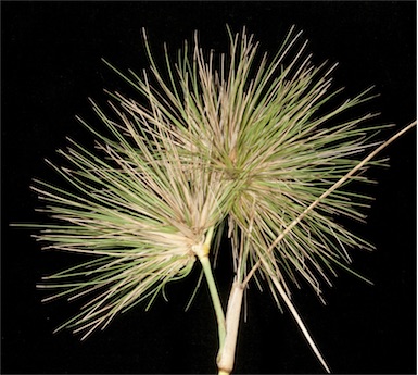 APII jpeg image of Spinifex longifolius  © contact APII