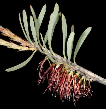 APII jpeg image of Calothamnus planifolius var. planifolius  © contact APII