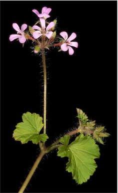 APII jpeg image of Pelargonium littorale  © contact APII