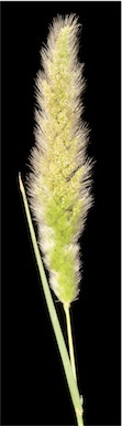 APII jpeg image of Polypogon monspeliensis  © contact APII