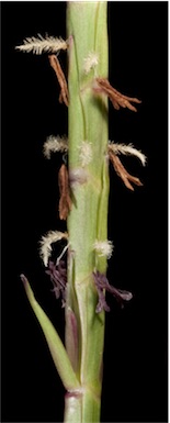 APII jpeg image of Hemarthria uncinata var. uncinata  © contact APII