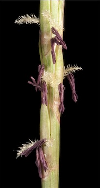 APII jpeg image of Hemarthria uncinata var. uncinata  © contact APII
