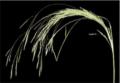 APII jpeg image of Lachnagrostis filiformis  © contact APII
