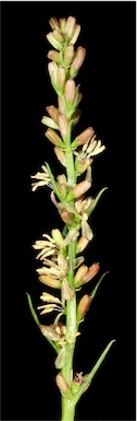 APII jpeg image of Meionectes tenuifolia  © contact APII