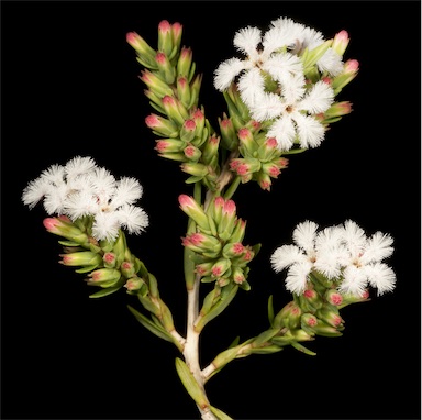 APII jpeg image of Leucopogon stenophyllus  © contact APII