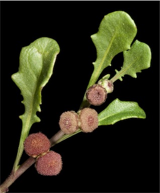 APII jpeg image of Sphaeromorphaea australis  © contact APII