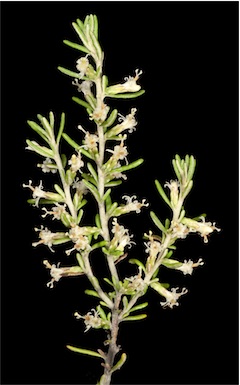APII jpeg image of Olearia sp. Eremicola (Diels & Pritzel s.n. PERTH 00449628)  © contact APII