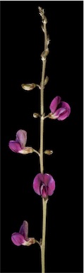 APII jpeg image of Tephrosia rosea var. Fortescue creeks (M.I.H.Brooke  © contact APII