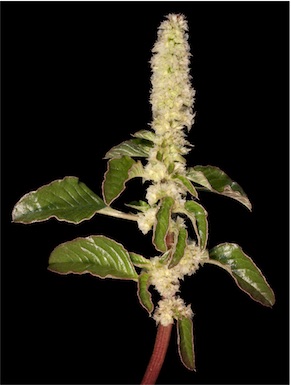 APII jpeg image of Amaranthus undulatus  © contact APII