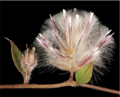 APII jpeg image of Ptilotus axillaris  © contact APII