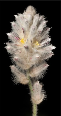 APII jpeg image of Ptilotus appendiculatus  © contact APII