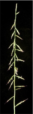 APII jpeg image of Paractaenum novae-hollandiae  © contact APII
