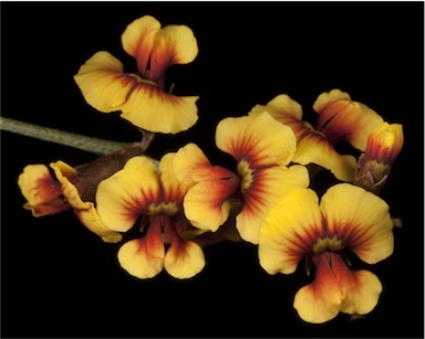 APII jpeg image of Chorizema genistoides  © contact APII