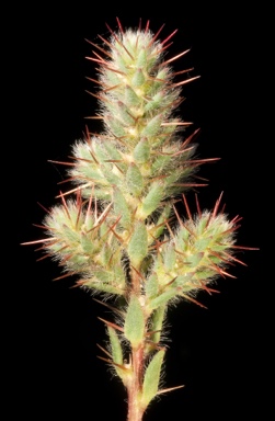 APII jpeg image of Sclerolaena densiflora  © contact APII