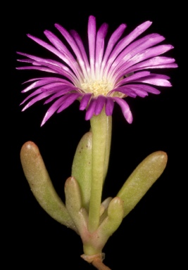 APII jpeg image of Disphyma crassifolium  © contact APII