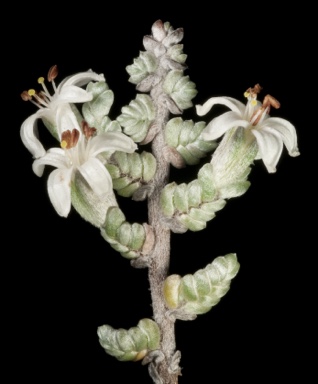 APII jpeg image of Wilsonia humilis  © contact APII