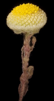 APII jpeg image of Myriocephalus oldfieldii  © contact APII
