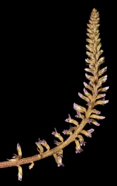 APII jpeg image of Glycyrrhiza acanthocarpa  © contact APII