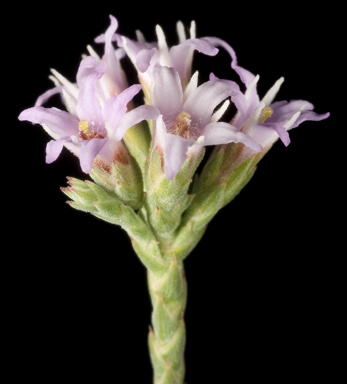 APII jpeg image of Andersonia brevifolia  © contact APII
