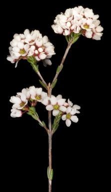 APII jpeg image of Tetrapora glomerata  © contact APII