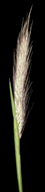 APII jpeg image of Polypogon tenellus  © contact APII