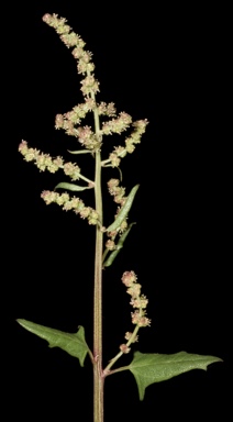 APII jpeg image of Chenopodium sp.  © contact APII
