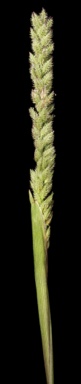 APII jpeg image of Tragus australianus  © contact APII