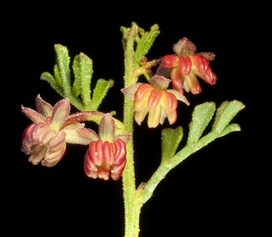 APII jpeg image of Dodonaea microzyga var. acrolobata  © contact APII