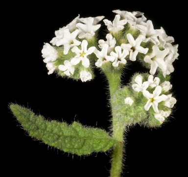 APII jpeg image of Heliotropium asperrimum  © contact APII