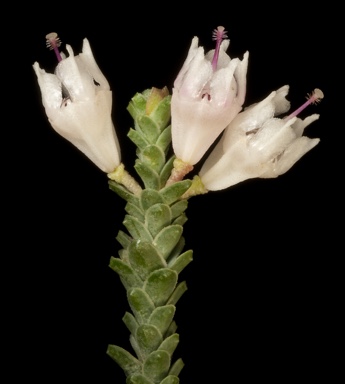 APII jpeg image of Darwinia pauciflora  © contact APII