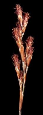 APII jpeg image of Leptocarpus laxus  © contact APII